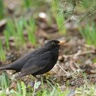 Amsel (m)