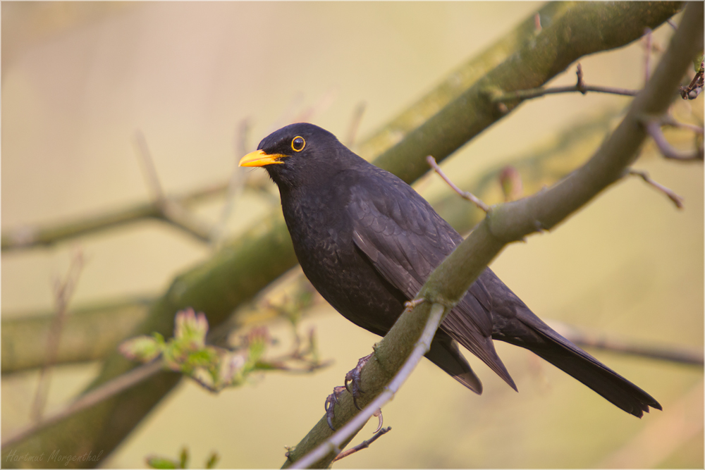 Amsel (m)