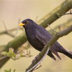 Amsel (m)