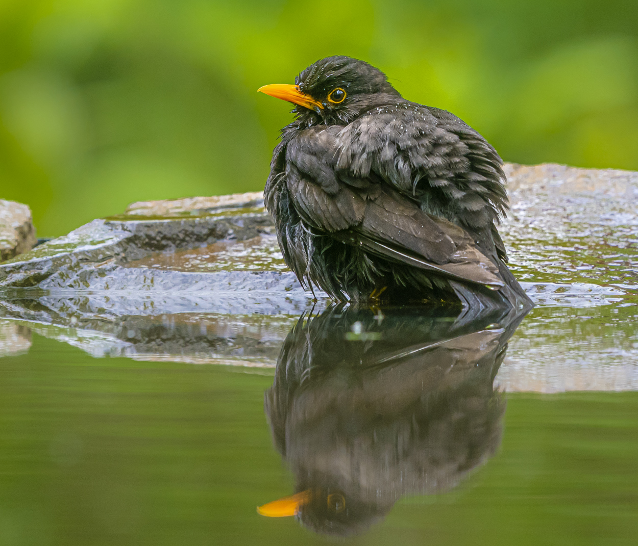 Amsel (m) II