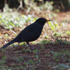 Amsel m im Schatten