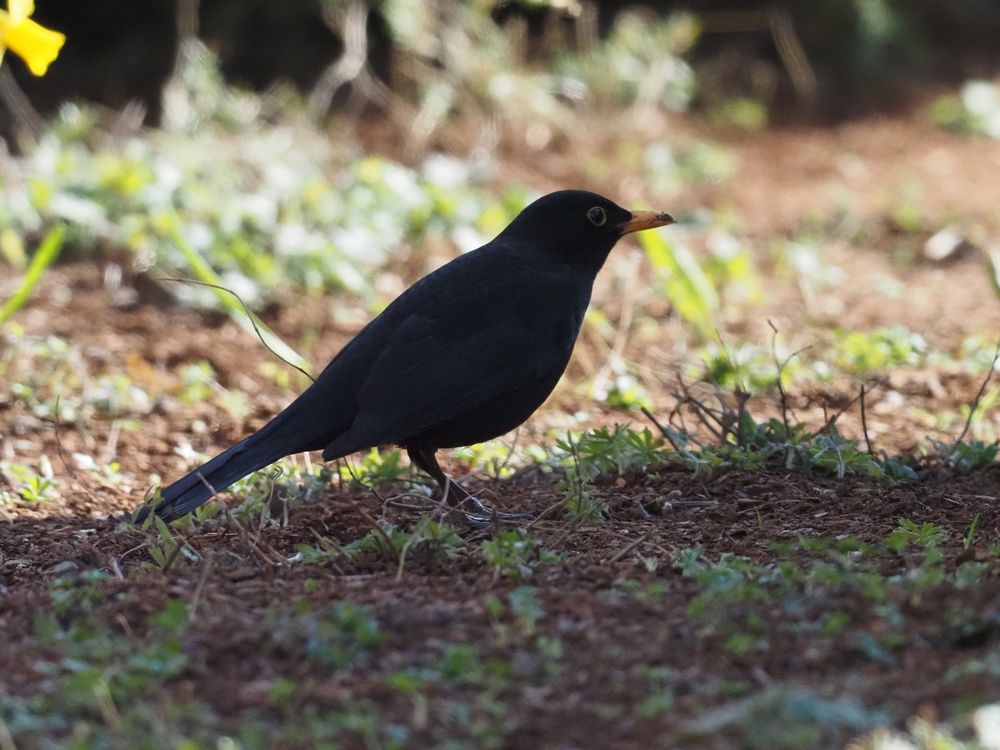 Amsel m im Schatten