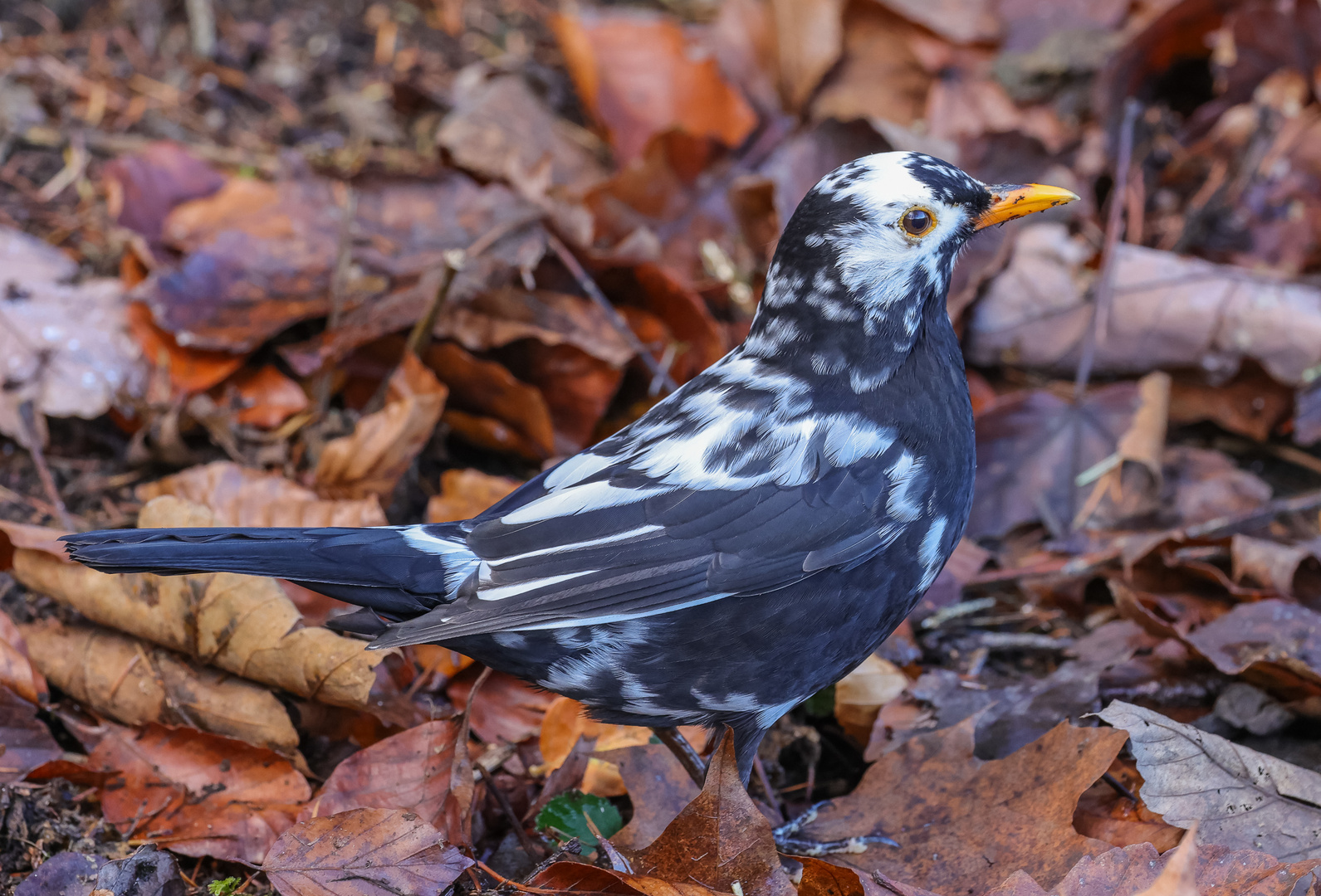 Amsel (m) (Turdus merula) einmal etwas anders (2)