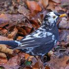 Amsel (m) (Turdus merula) einmal etwas anders (2)