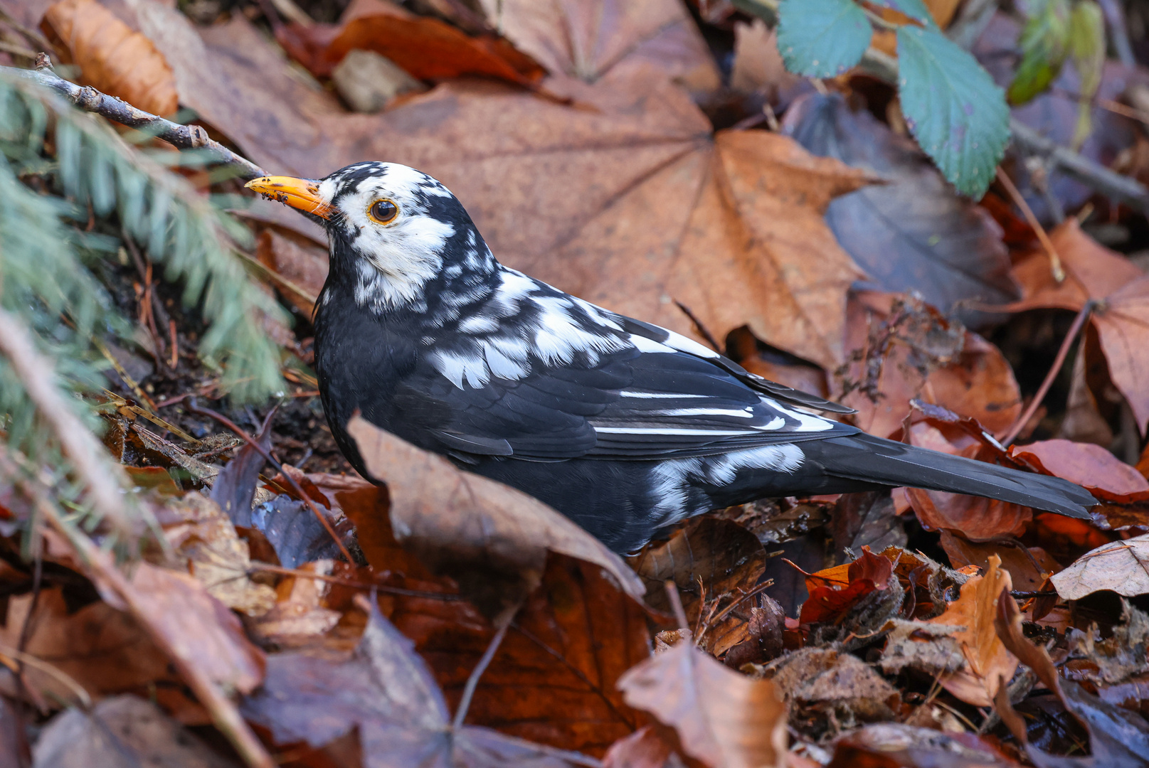 Amsel (m) (Turdus merula) einmal etwas anders