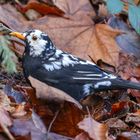 Amsel (m) (Turdus merula) einmal etwas anders