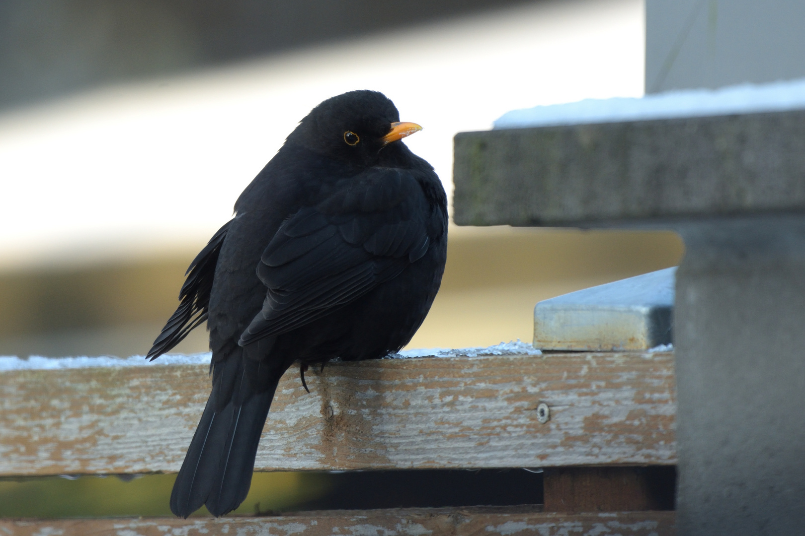 Amsel m Zaun 3