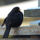 Amsel m Zaun 3