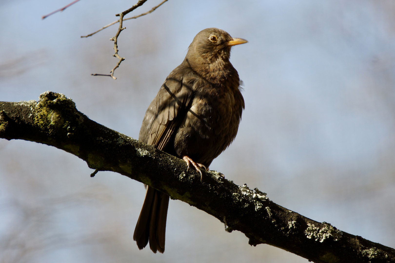 Amsel - Mädchen..................