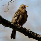 Amsel - Mädchen..................