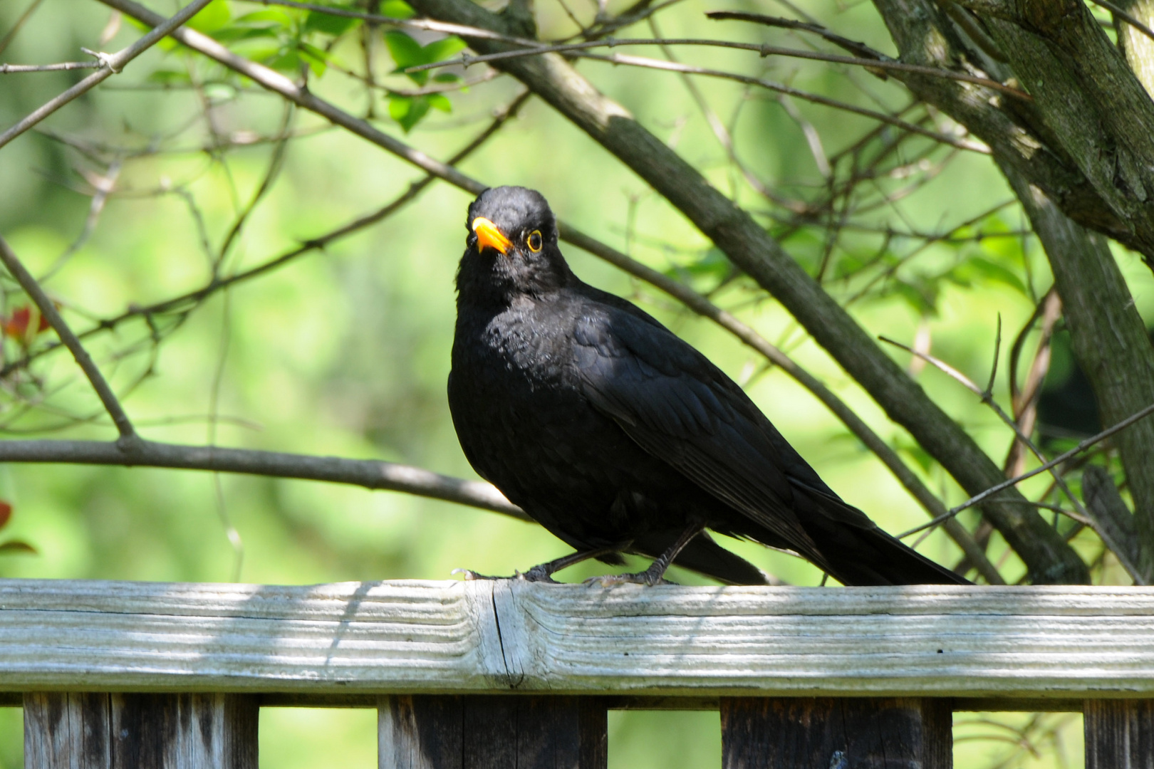 Amsel - mänchen