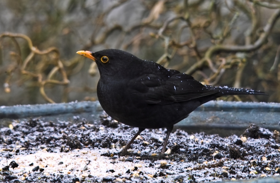 Amsel (männ.) 1/10