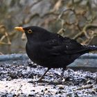 Amsel (männ.) 1/10