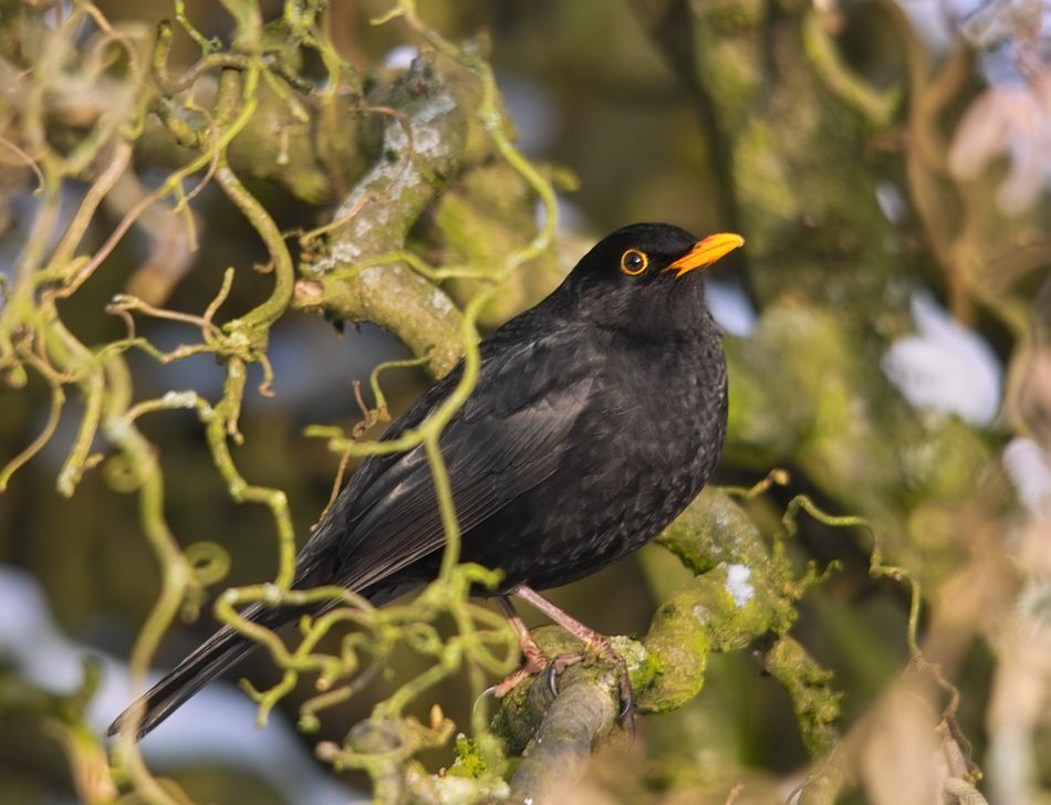 Amsel (männ.) 2/10