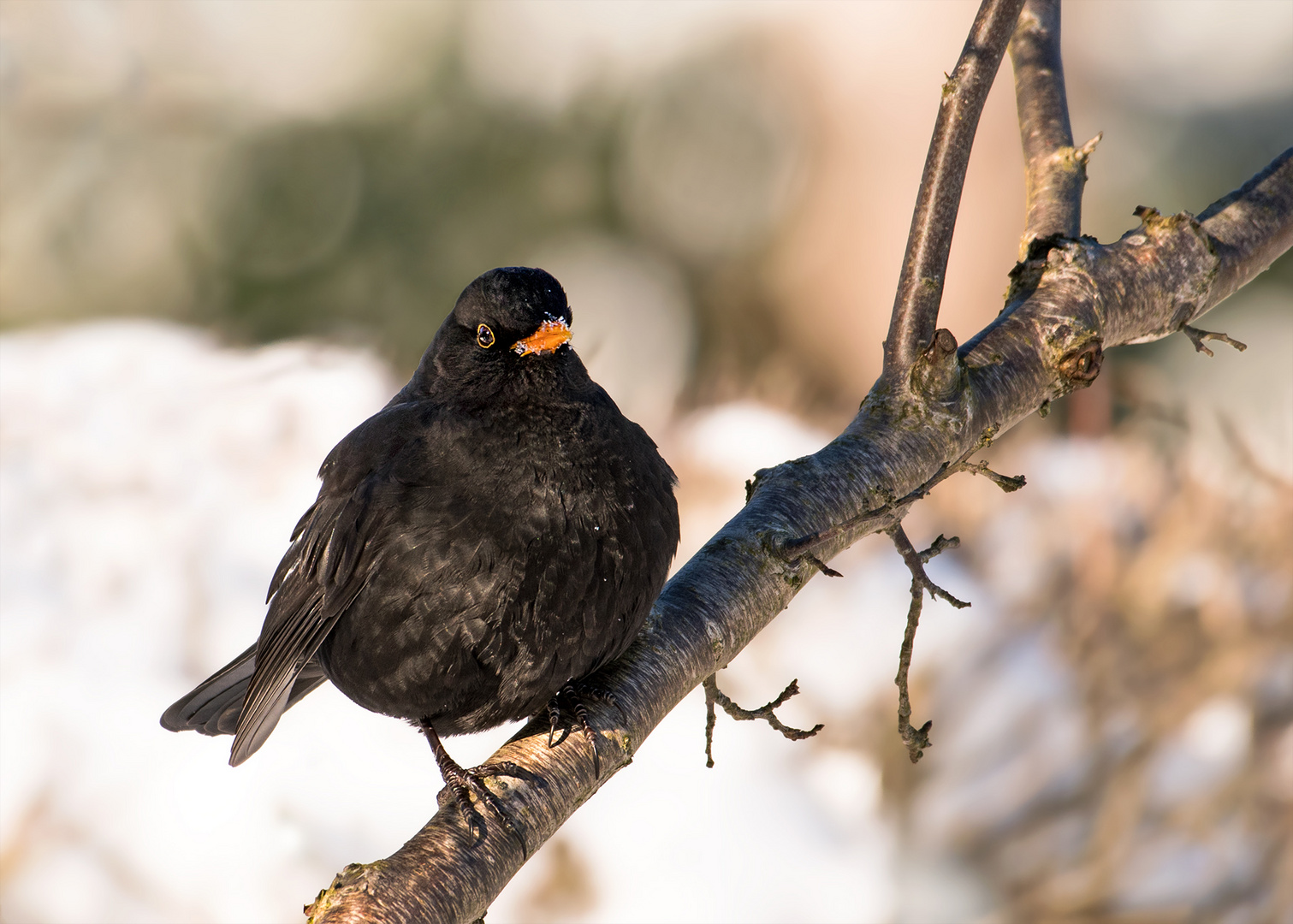 Amsel - Männchen