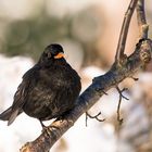 Amsel - Männchen