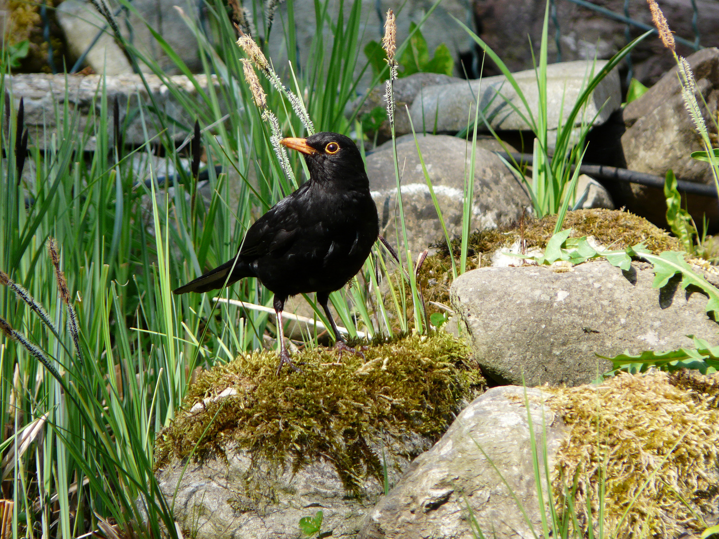 Amsel Männchen !!