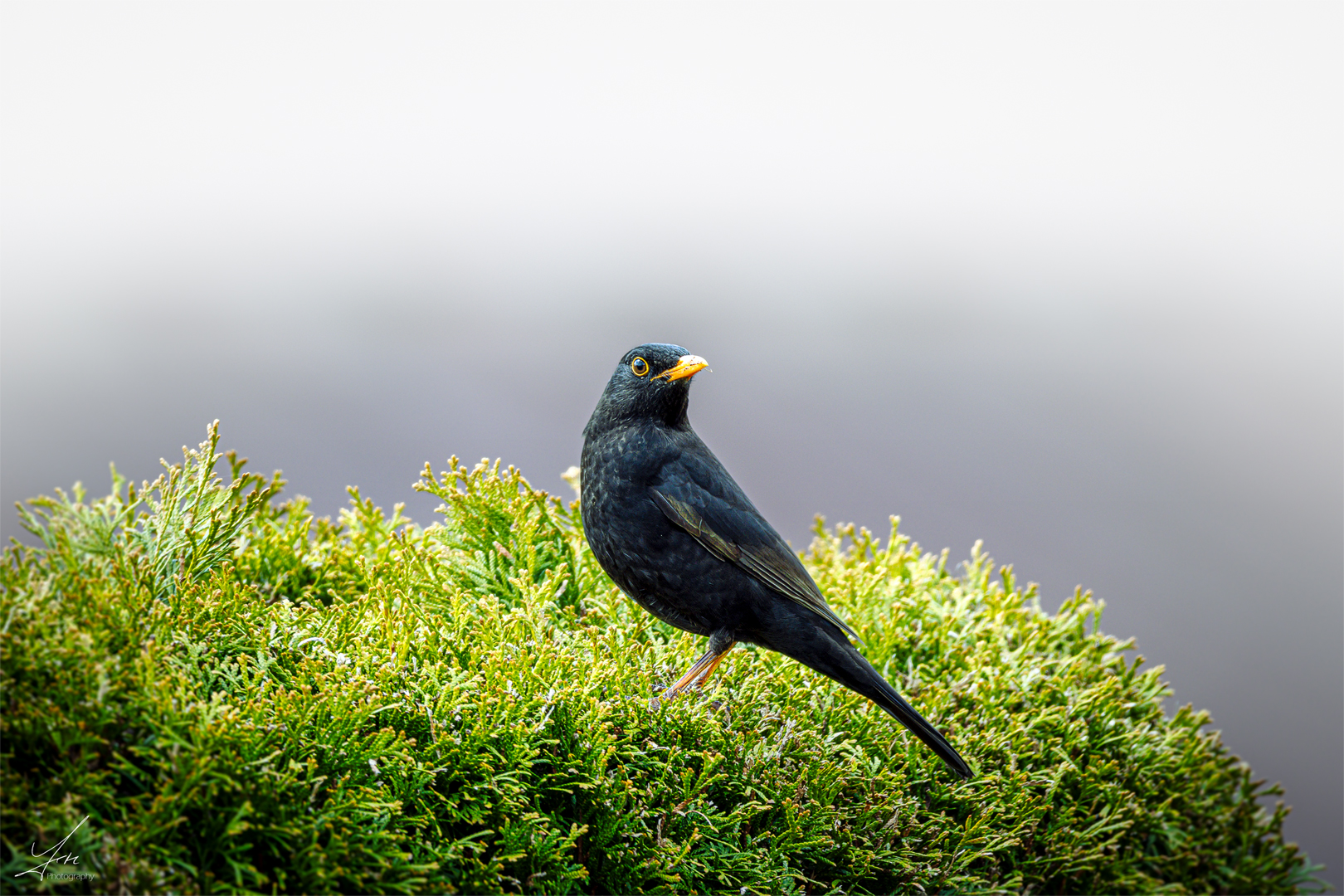 Amsel Männchen