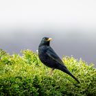 Amsel Männchen