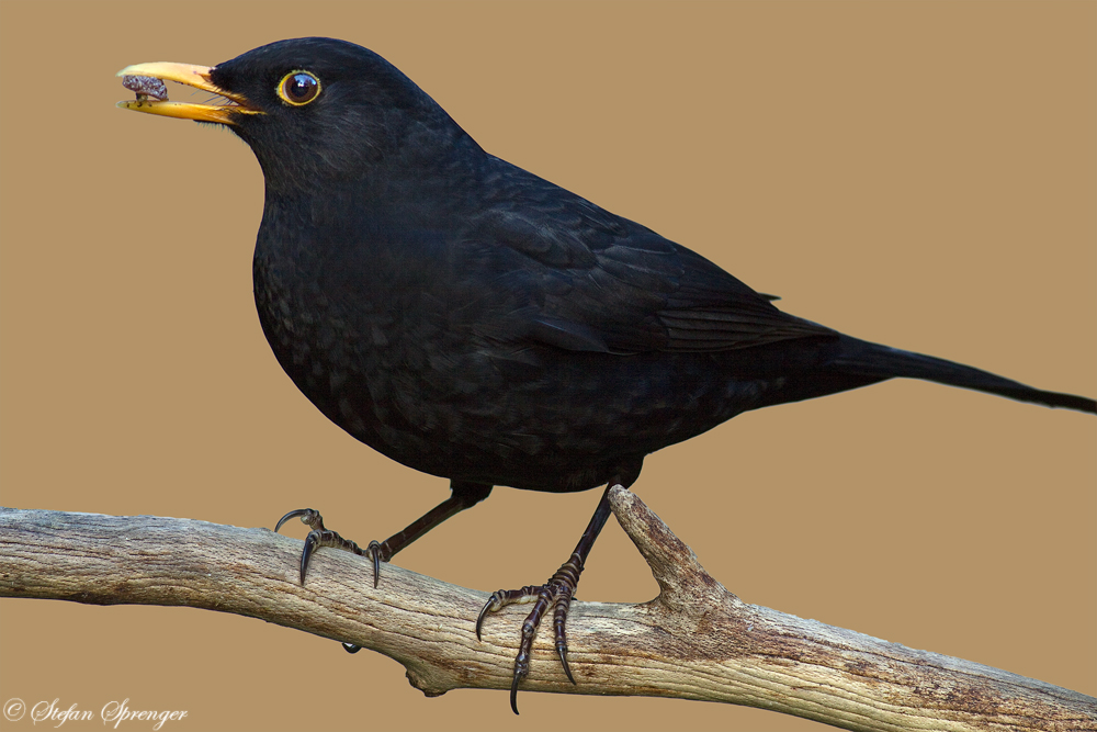 Amsel Männchen 1/09