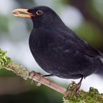 Amsel - Männchen 1/10