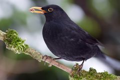 Amsel - Männchen 1/10