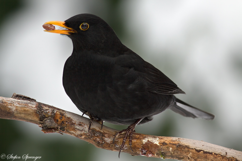 Amsel Männchen 1/10