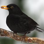 Amsel Männchen 1/10