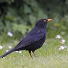 Amsel - Männchen 1/11