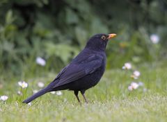 Amsel - Männchen 1/11