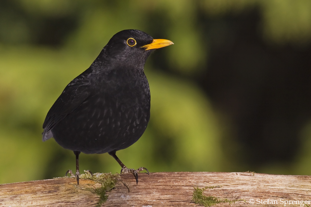 Amsel - Männchen