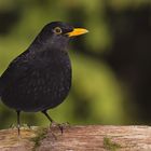 Amsel - Männchen