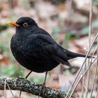 Amsel Männchen