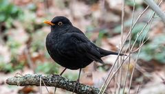 Amsel Männchen