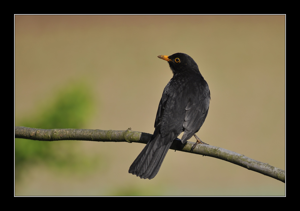 Amsel Männchen