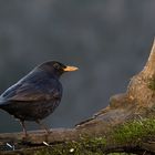 Amsel Männchen