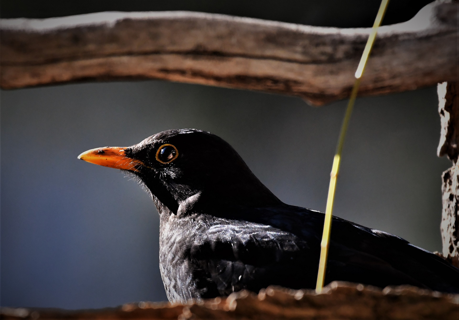 Amsel-Männchen....