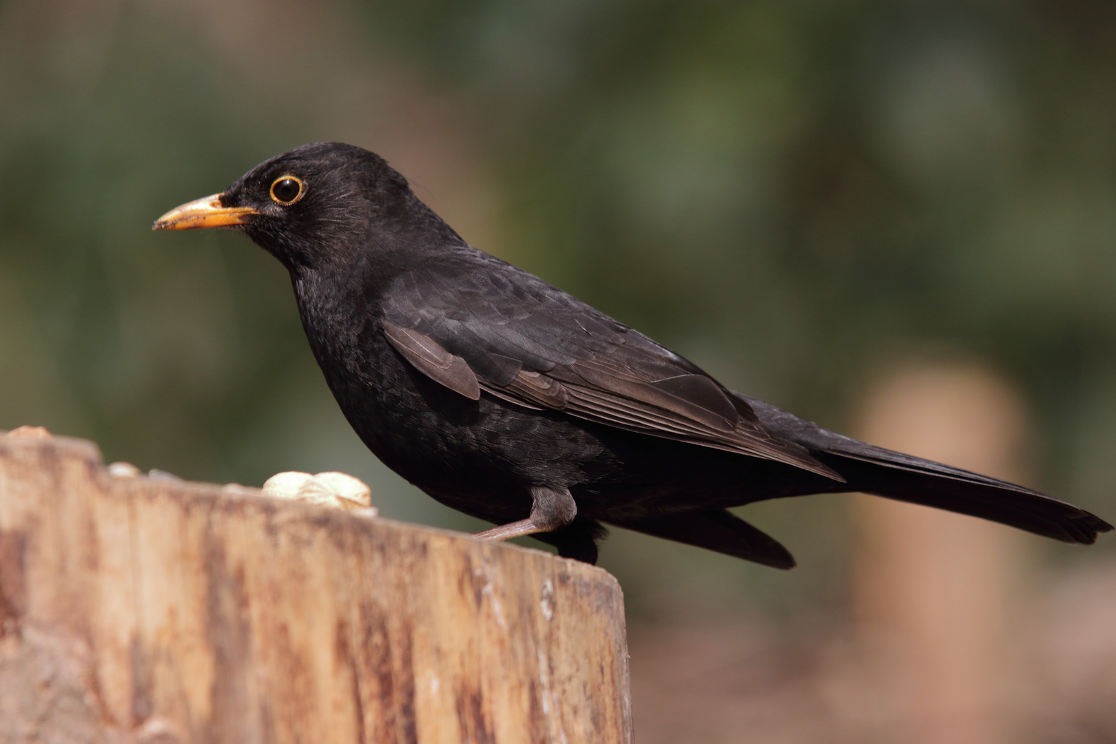 Amsel Männchen