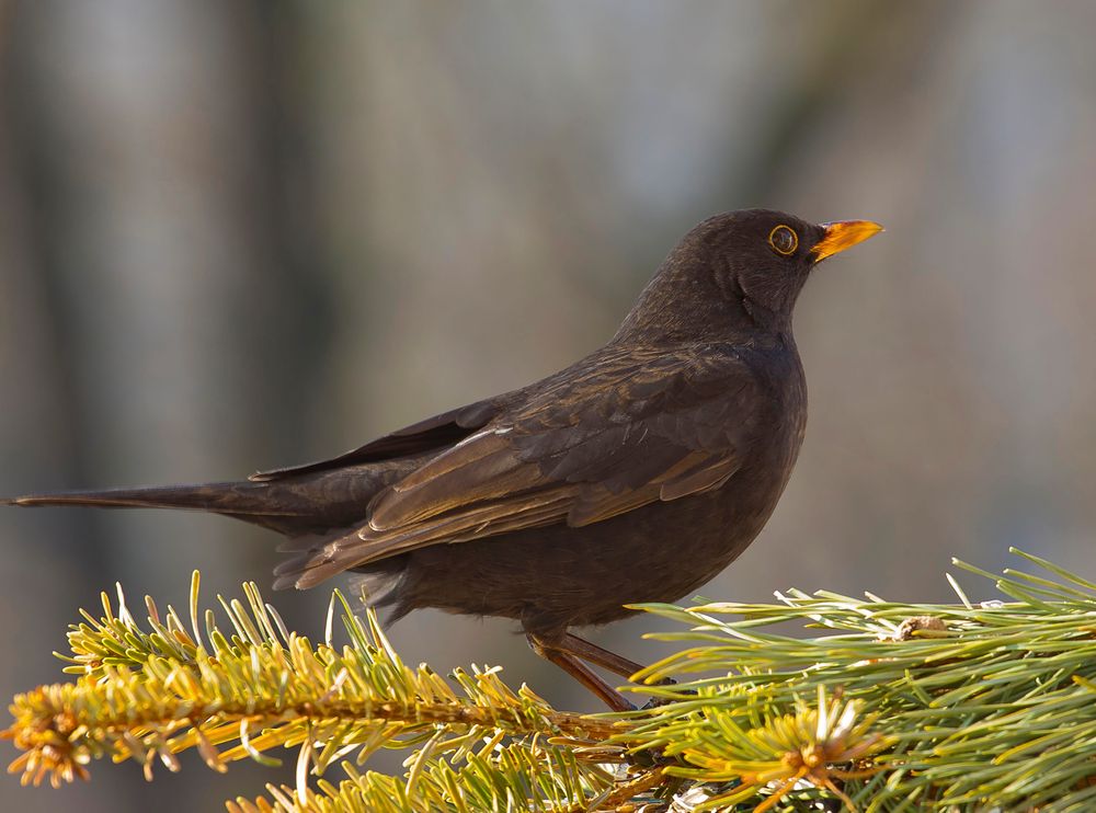 - Amsel- (Männchen)