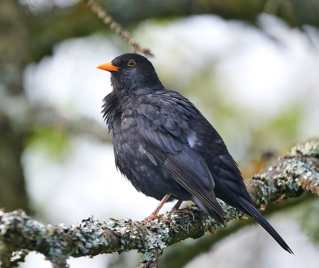 Amsel (Männchen)