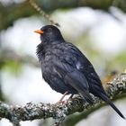 Amsel (Männchen)