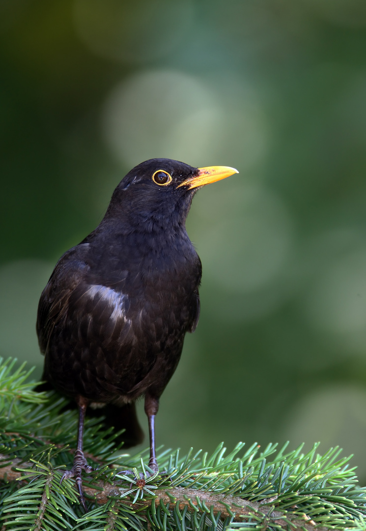 Amsel Männchen