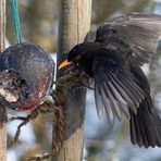 Amsel Männchen...