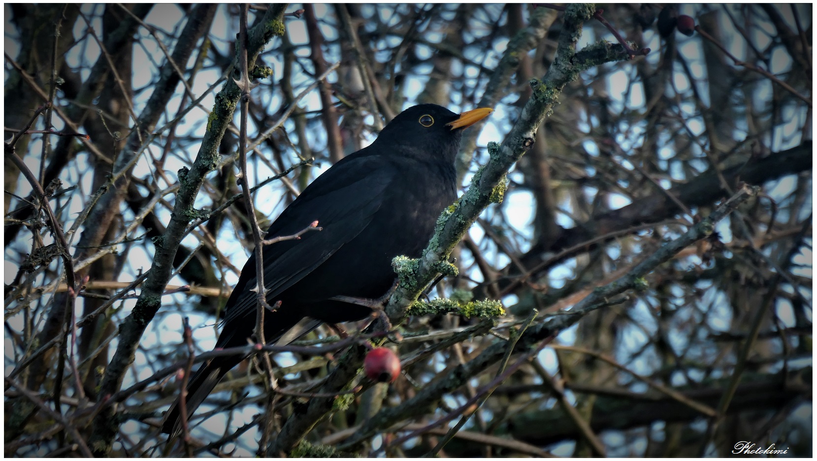 Amsel Männchen