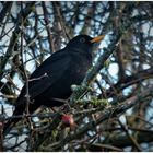 Amsel Männchen