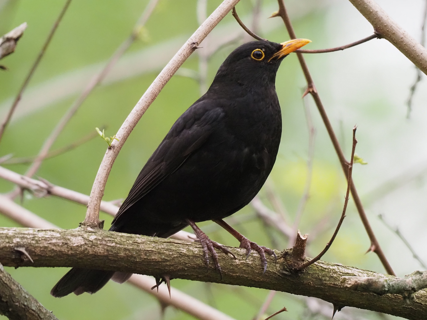 Amsel-Männchen