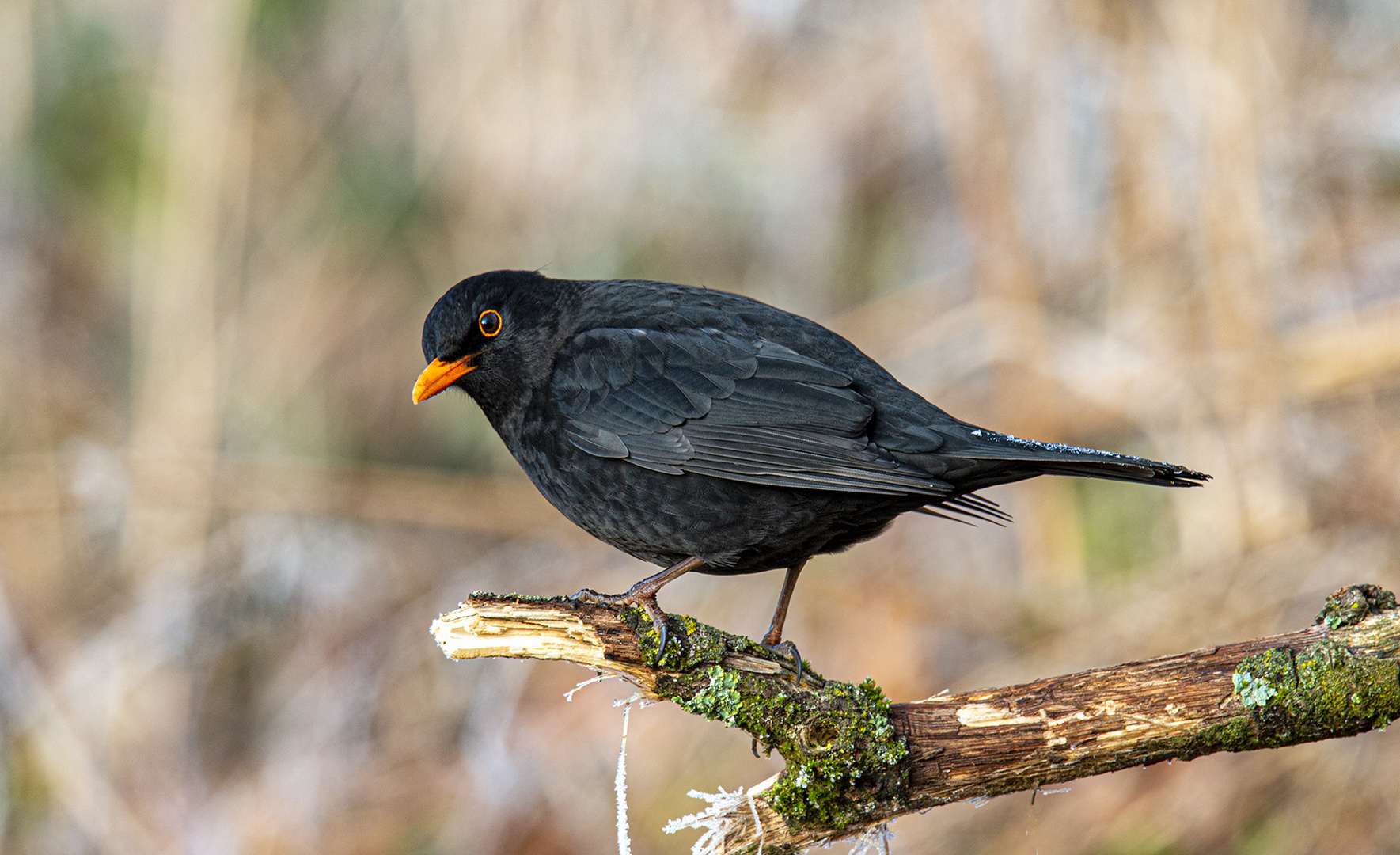 Amsel-Männchen