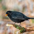 Amsel-Männchen