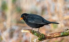 Amsel-Männchen