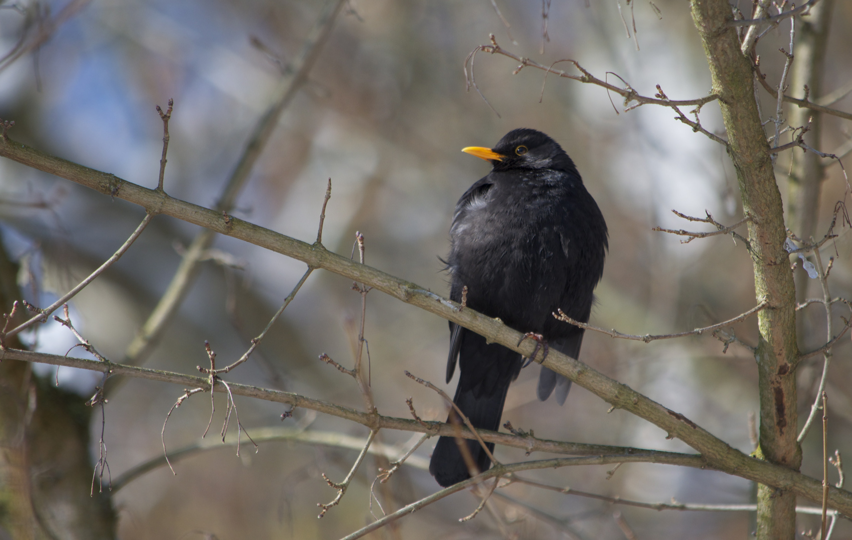 Amsel Männchen